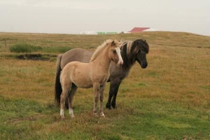 Þrymur og Þruma sumarið 2007.