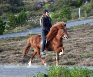 Myndin er af Söru fylfullri sumarið 2010.